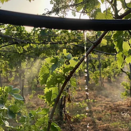 Casa Mimosa - Algarve Дом отдыха *