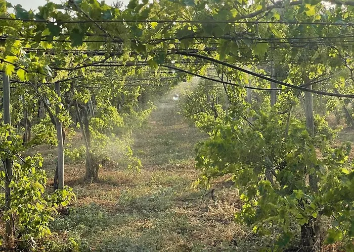 بيت للعطل Casa Mimosa - Algarve