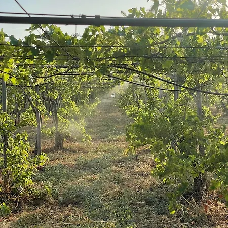 Casa de Férias Casa Mimosa - Algarve