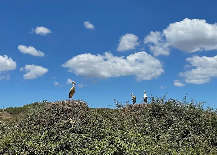 Ferienhaus Casa Mimosa - Algarve