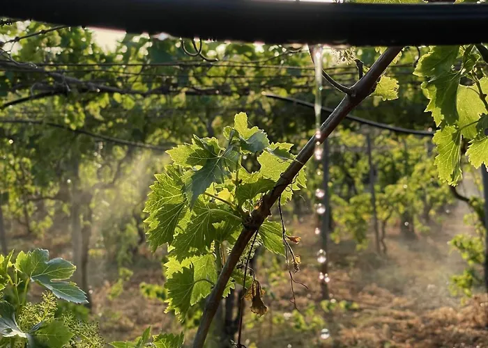 Casa Mimosa - Algarve Ferienhaus *